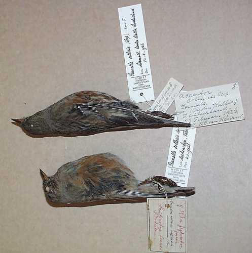 12.P.c.collaris male Suisse top & P.c.rufilata female Turkestan RMNH Leiden.jpg