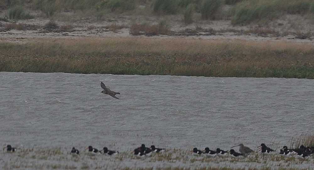 Peregrine Falco peregrinus 1CY male 20092010 2645 Oostvoorne, c NDVS.jpg