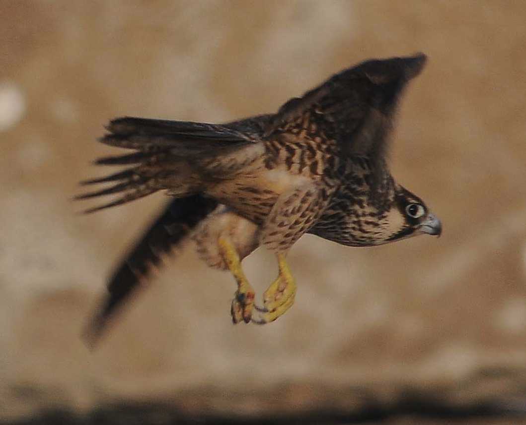 Peregrine Falco peregrinus 1CY male 22092010 3892 Rotterdam c NDVS.jpg