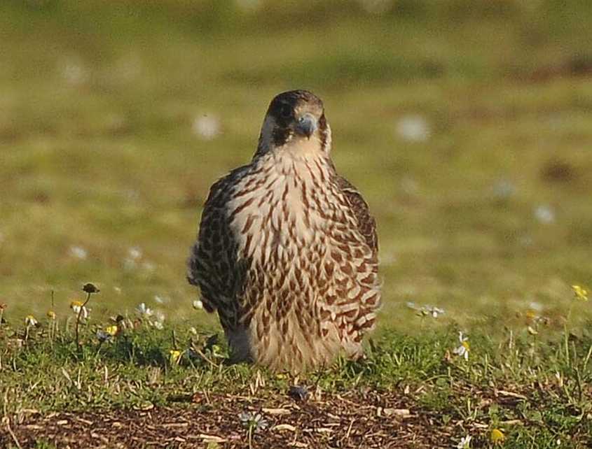 Peregrine Falco peregrinus juv. 19102010 1776 Port of Rotterdam c NDVS.JPG