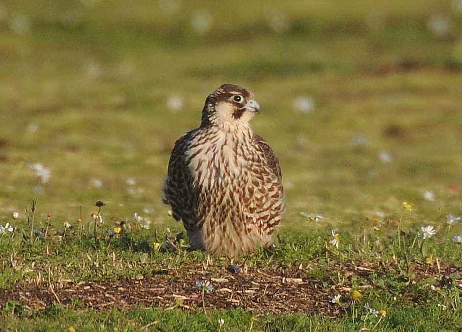 Peregrine Falco peregrinus juv. 19102010 1780 Port of Rotterdam c NDVS.jpg