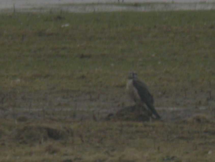 Falco p.calidus or pale-crowned P.c.tundrius 16022005 Haringvliet, 