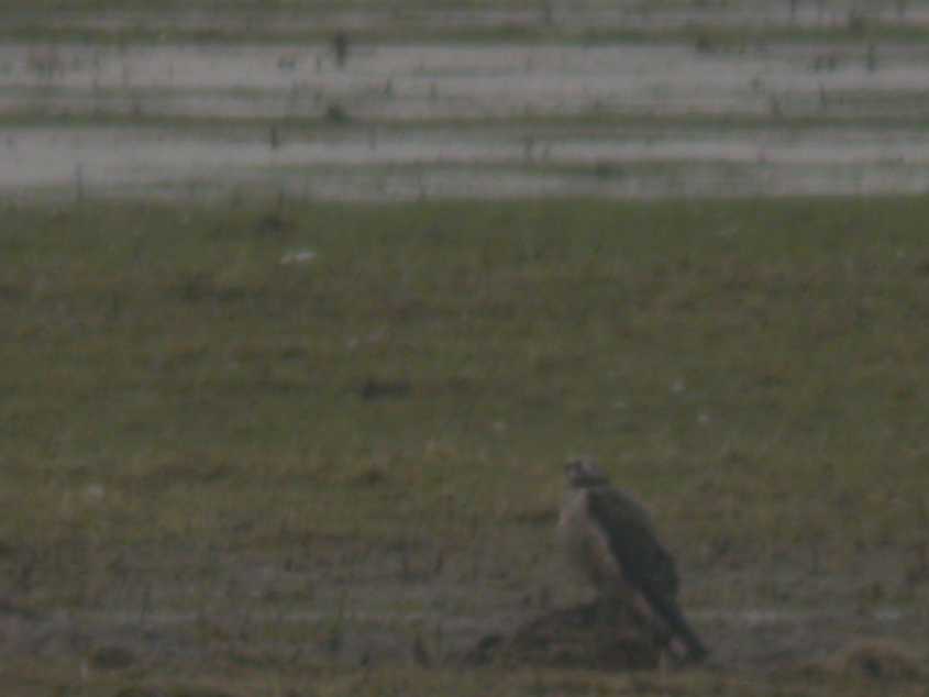 Falco p.calidus or pale-crowned P.c.tundrius 16022005 a Haringvliet, 