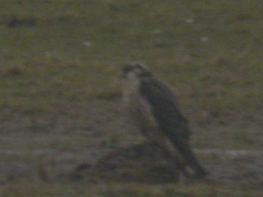 Falco p.calidus or pale-crowned P.c.tundrius 16022005 b Haringvliet, 