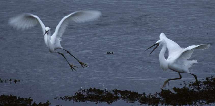 15.Little Egrets quarrelling 5th May 2004b Stellendam,The Netherlands.jpg