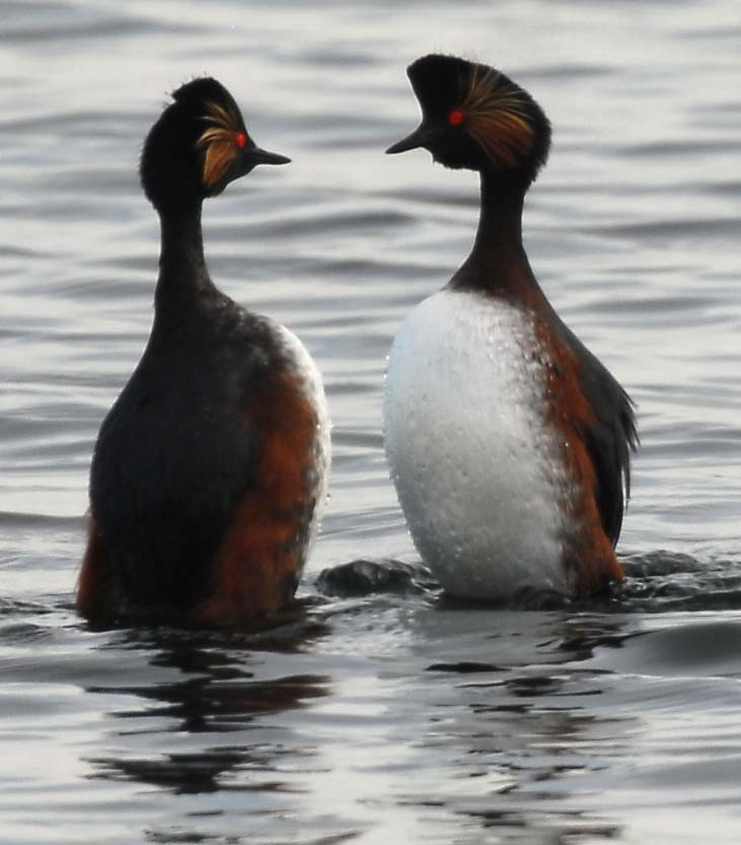 Black-necked Grebe Podiceps nigricollis, and when they meet, they dance 06042008 4 Oostvoorne, The Netherlands.jpg