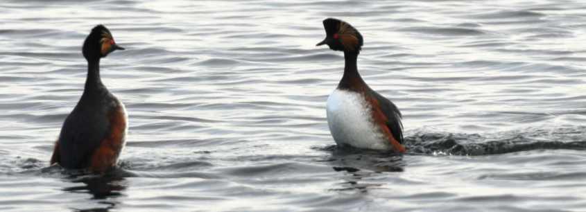 Black-necked Grebe Podiceps nigricollis male right races towards female 06042008 2 Oostvoorne, The Netherlands.jpg