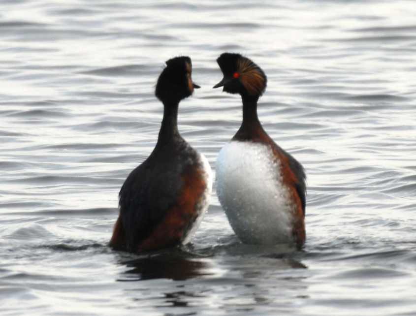 Black-necked Grebe Podiceps nigricollis last dance before going to fish again 06042008 5 Oostvoorne, The Netherlands.jpg