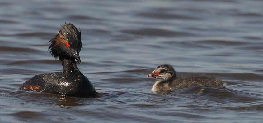 Black-necked Grebe Podiceps nigricollis in greeting posture delivered each time after chick has been fed 01072009 1417 Zevenhoven nl.jpg