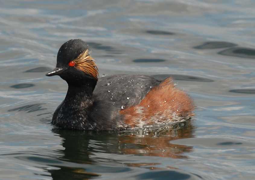 Black-necked Grebe Podiceps nigricollis 05042008 1  Oostvoorne, The Netherlands.jpg