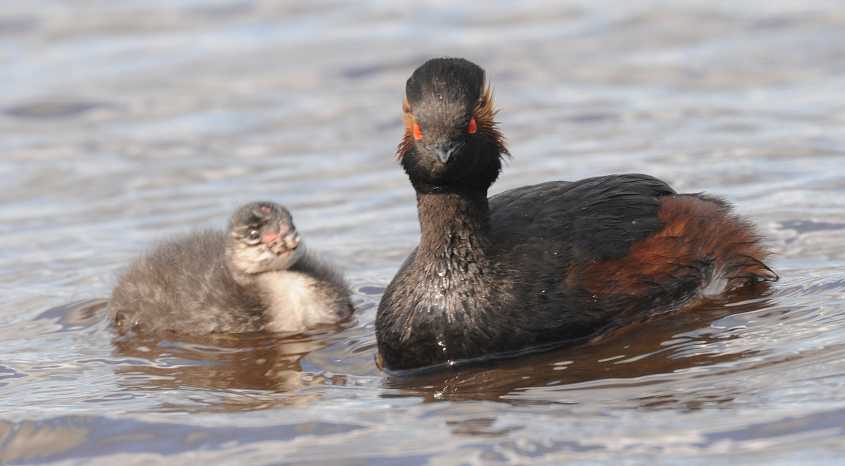 Black-necked Grebe Podiceps nigricollis 09072009 Zevenhoven nl.jpg