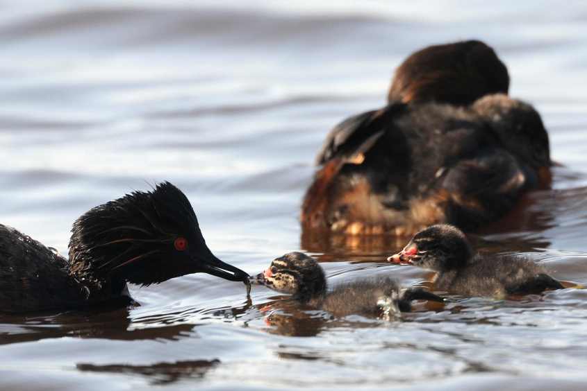 Black-necked Grebe Podiceps nigricollis feeding chick a stickleback  01072009  Zevenhoven nl.jpg