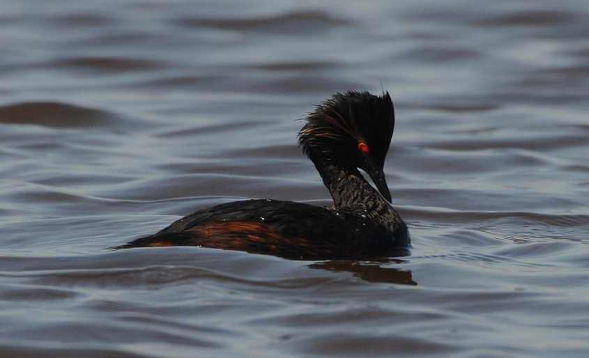 Black-necked Grebe Podiceps nigricollis in greeting posture 01072009 1472 Zevenhoven nl.jpg