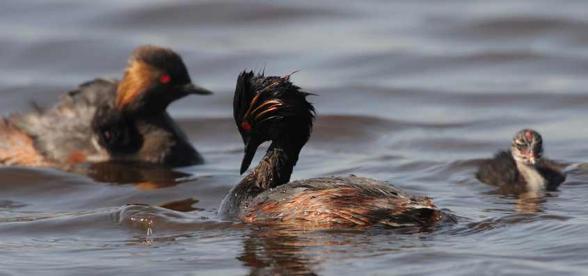 Black-necked Grebe Podiceps nigricollis in greeting posture 01072009 Zevenhoven nl.jpg