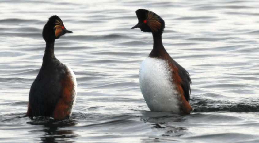 Black-necked Grebe Podiceps nigricollis male approaches female 06042008 3 Oostvoorne, The Netherlands.jpg