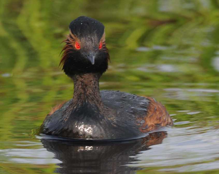 Black-necked Grebe Podiceps nigricollis pair 17062009 4930 Zevenhoven nl.jpg