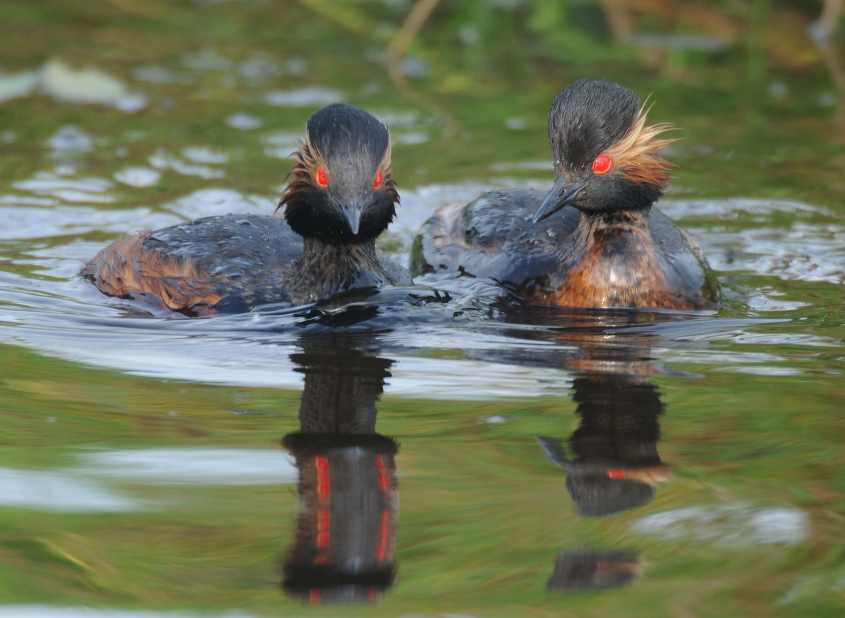 Black-necked Grebe Podiceps nigricollis pair 17062009 4963 Zevenhoven nl.jpg