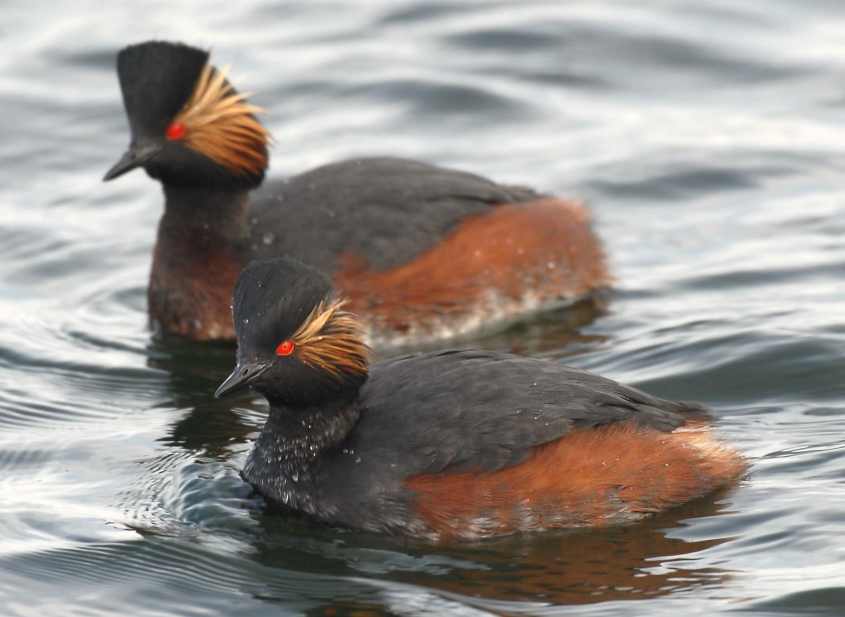 Black-necked Grebe Podiceps nigricollis pair fishing 06042008 6 Oostvoorne, The Netherlands.jpg