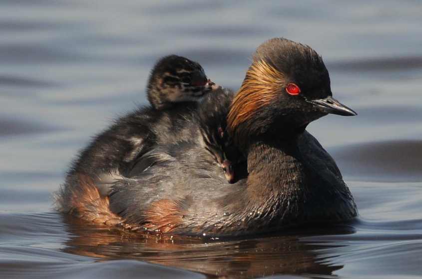 Black-necked Grebe Podiceps nigricollis with chicks  01072009  Zevenhoven nl.jpg