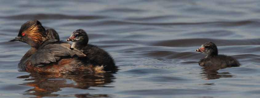 Black-necked Grebe Podiceps nigricollis with chicks  01072009 1712  Zevenhoven nl.jpg