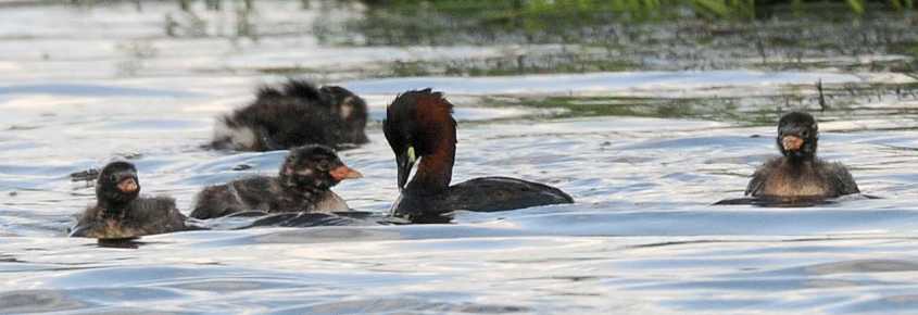 Little Grebe Tachybaptus ruficollis 09072009 4185 Zevenhoven.jpg