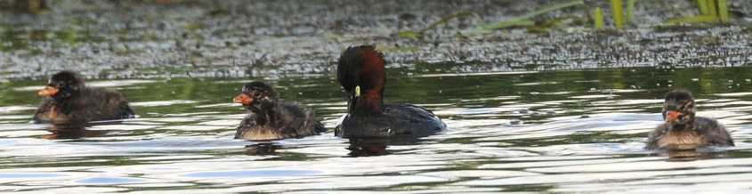 Little Grebe Tachybaptus ruficollis 09072009 4206 Zevenhoven.jpg