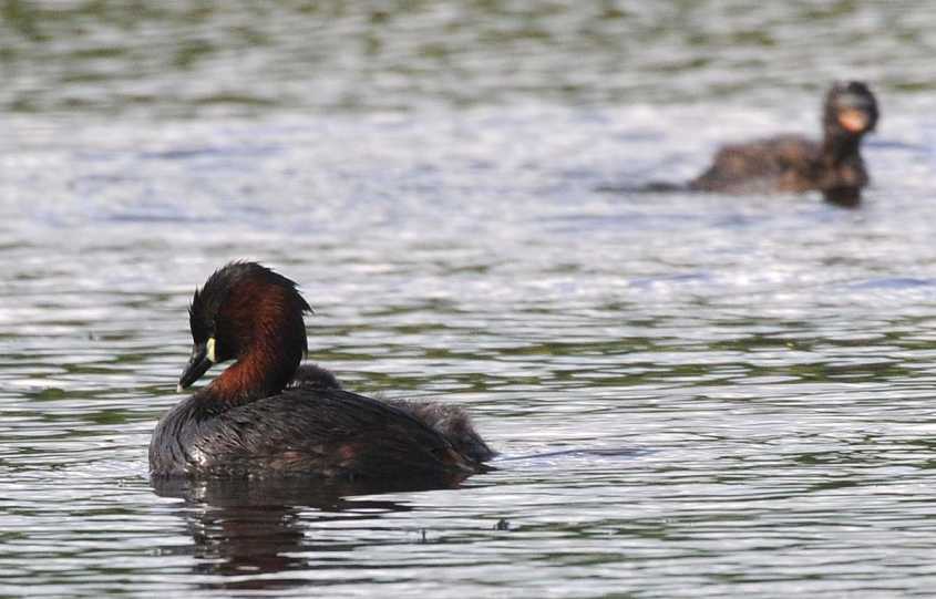 Little Grebe Tachybaptus ruficollis 09072009 4301 Zevenhoven.jpg