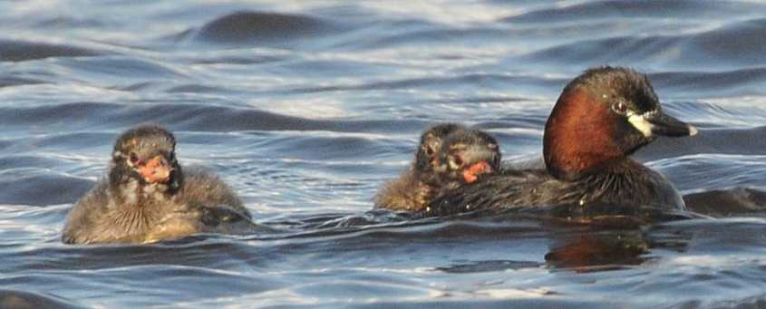 Little Grebe Tachybaptus ruficollis 09072009 4488 Zevenhoven.jpg