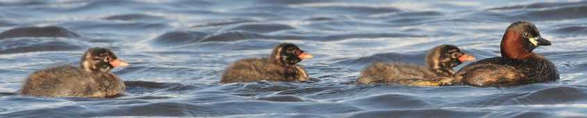 Little Grebe Tachybaptus ruficollis 09072009 4490 Zevenhoven.jpg