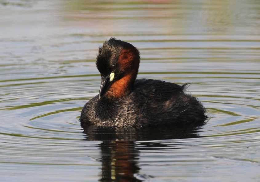 Little Grebe Tachybaptus ruficollis ad 14072009 7029 Pijnacker.jpg