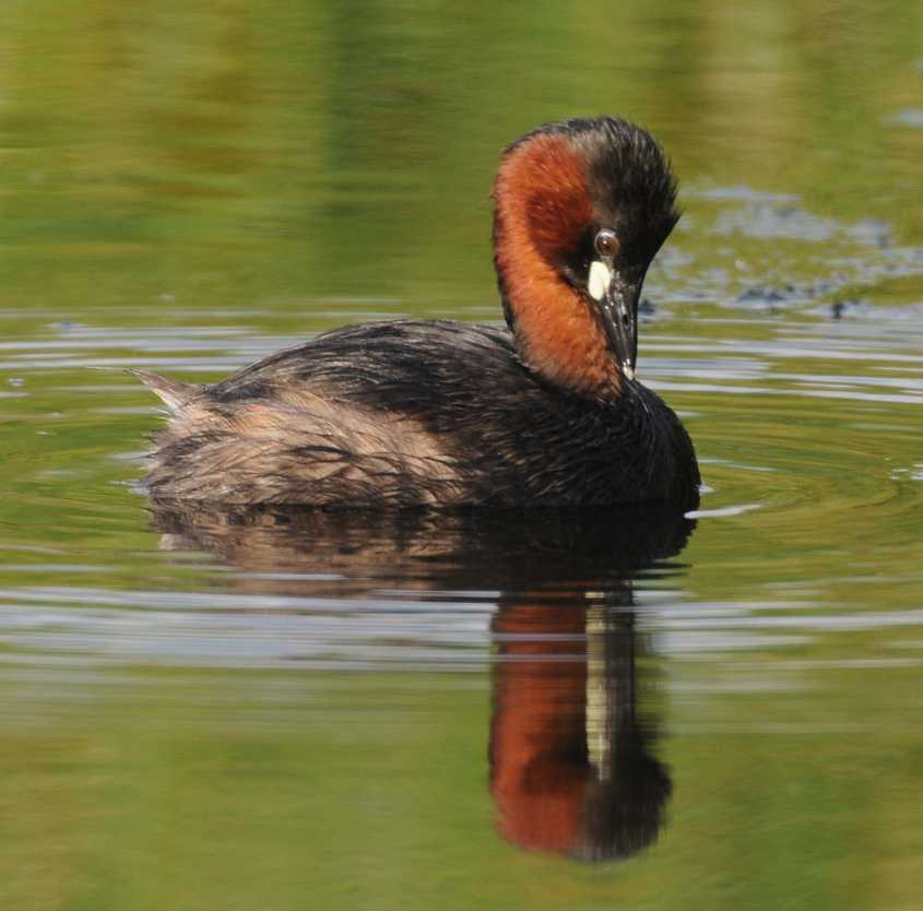 Little Grebe Tachybaptus ruficollis ad 14072009 7091 Pijnacker.jpg