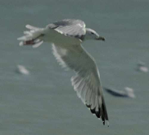 Armenian Gull L.armenicus ad. in wing moult Oct.2000 Bahrainweb.jpg
