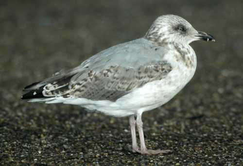 -Atlantic Gull L.atlantis 3CY 18082006 Brouwersdam