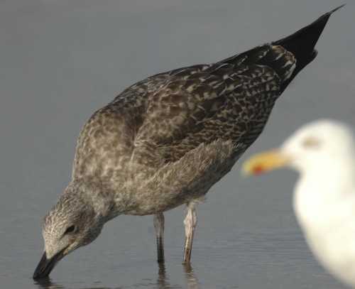 Atlantic Gull L.atlantis juv to 1W 22082006 2 Scheveningen