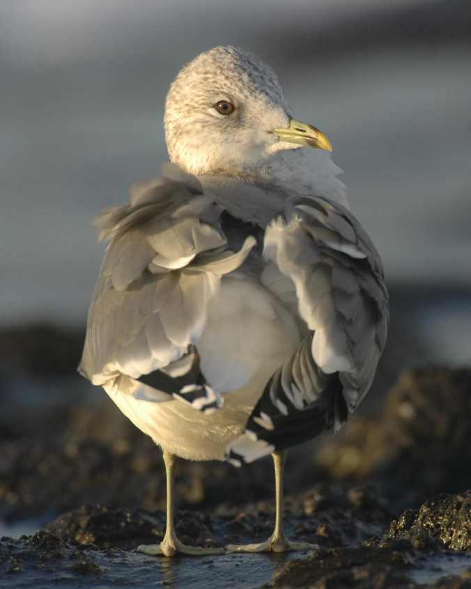 Common Gull L.c.canus ad 10122007 Westkapelle, The Netherlands.jpg