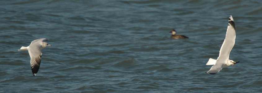 Common Gull Larus c.canus stealing Ensis from Scoter 22112007 1 Brouwersdam.jpg