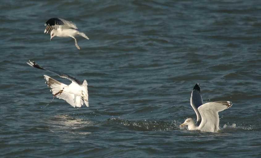 Common Gull Larus c.canus stealing Ensis from Scoter 22112007 Brouwersdam.jpg