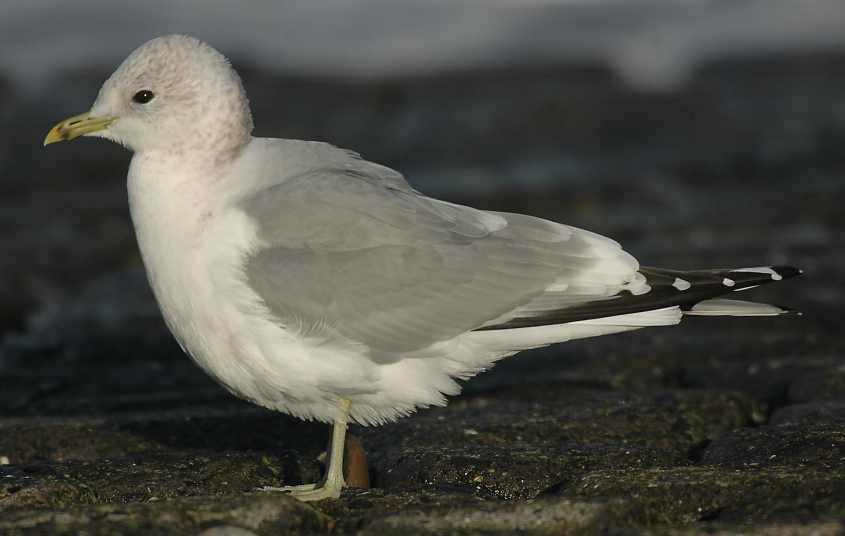 Common Gull Larus canus minor ad 03122007 Port of Rotterdam.jpg