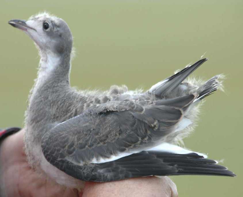 Sabine's Gull Larus sabini chick Vjerchny,Piassyna Delta,Taimyr,Russia 03082006 c Bram Fey.jpg