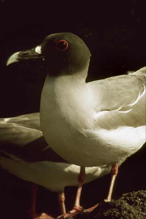 Swallow-tailed Gull Creagus furcatus ad March1975Galapagos Islands.jpg