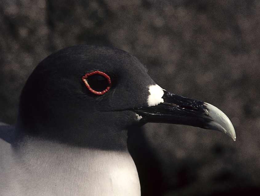 Swallow-tailed Gull Creagus furcatus ad head March1975Galapagos Islands.jpg