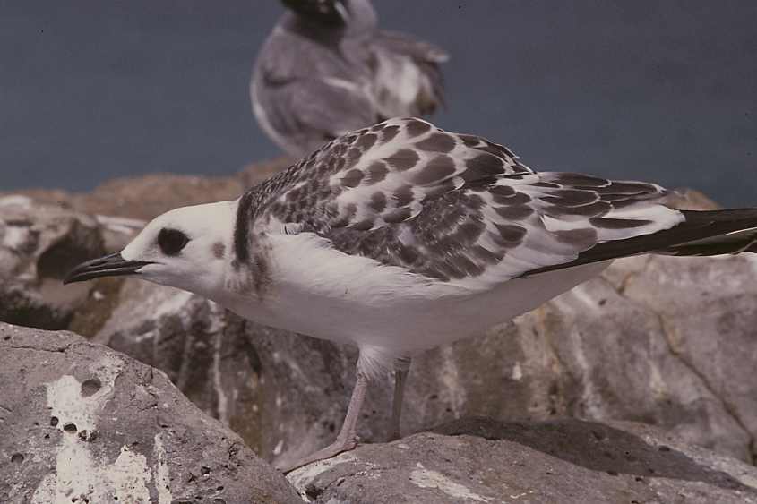 Swallow-tailed Gull Creagus furcatus juv March1975Galapagos Islands.jpg