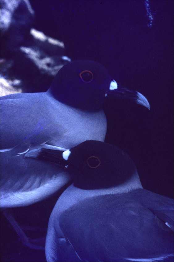 Swallow-tailed Gull Creagus furcatus note illuminating spots March1975Galapagos Islands.jpg