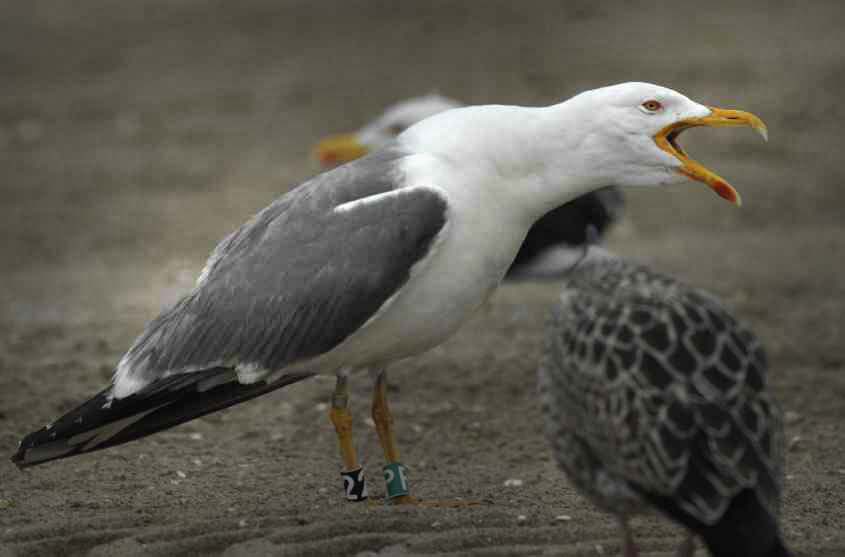 x25. Yellow-legged Gull male at least 21 yrs. old 20082007 Scheveningen, The Netherlands