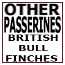 OTHER PASSERINES-BRITISH BULLFINCHES