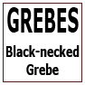BLACK-necked Grebe