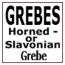 Horned - or  Slavonian Grebe