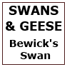 SWANS&GEESE-BEWICK'S Swan