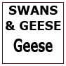 SWANS & GEESE - Geese