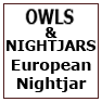 OWLS & NIGHTJARS - European Nightjar